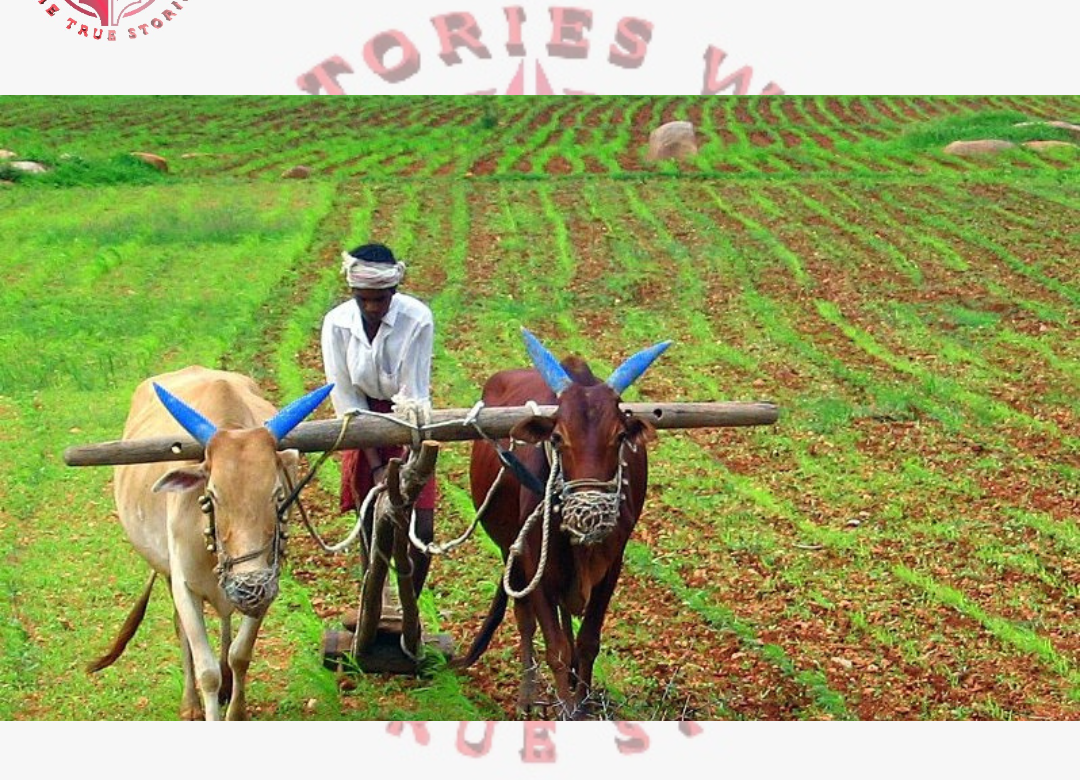 Potato farmers