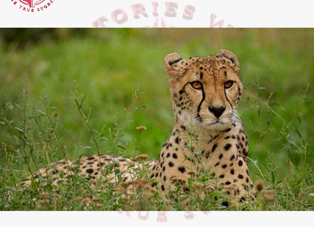 Kuno National Park became the graveyard of cheetahs, 2 more cubs died, total 6 cheetahs died