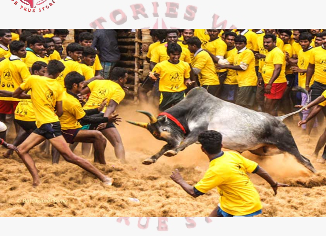 Supreme Court upholds legal recognition of Jallikattu, says it is not cruelty but culture