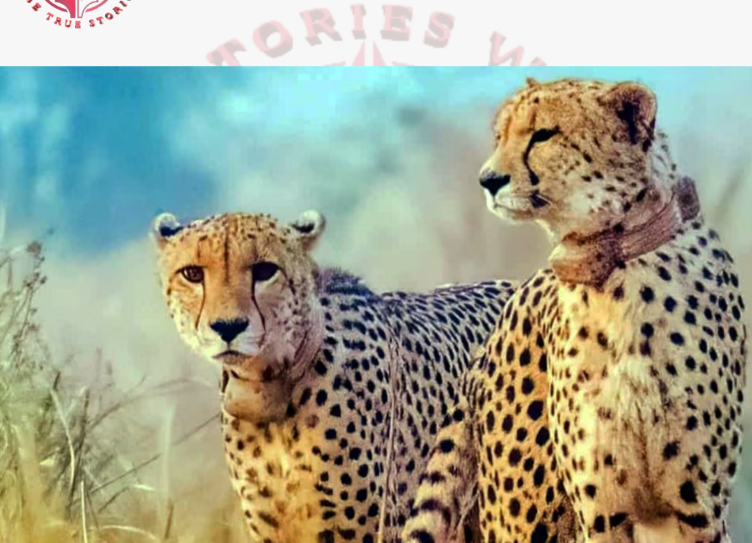 Continuation of death of cheetah continues in Kuno National Park, now the death of male leopard Tejas