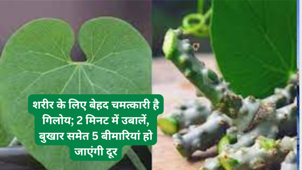 शरीर के लिए बेहद चमत्कारी है गिलोय