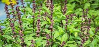 ये अशुभ घटनाएं भविष्य में आने वाले खतरे की ओर करती हैं इशारा